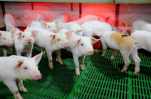 Giá heo hơi hôm nay 30/10: Miền Bắc giữ vững phong độ, miền Trung rớt giá - Ảnh 1 Giá heo hơi hôm nay 30/10: Miền Bắc giữ vững phong độ, miền Trung rớt giá - Ảnh 1