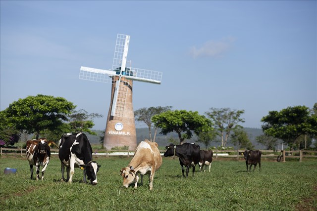 Vinamilk hiện c&oacute; 2 trang trại b&ograve; sữa organic tại Việt Nam v&agrave; dự &aacute;n tổ hợp trang trại organic tại L&agrave;o dự kiến sẽ đi v&agrave;o hoạt động đầu năm 2022