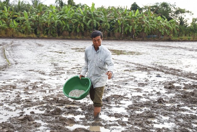 Thực tế, trong gi&aacute; b&aacute;n ph&acirc;n b&oacute;n hiện nay đang c&oacute; 10% thuế GTGT (đầu v&agrave;o) (Ảnh: N&ocirc;ng d&acirc;n C&agrave; Mau b&oacute;n ph&acirc;n sau khi gieo sạ vụ l&uacute;a Đ&ocirc;ng Xu&acirc;n) &nbsp;