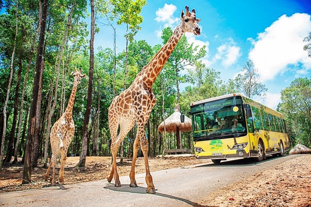 Vinpearl Safari Ph&#250; Quốc lọt top đầu vườn th&#250; v&#224; thủy cung tại Ch&#226;u &#193; - Ảnh 1