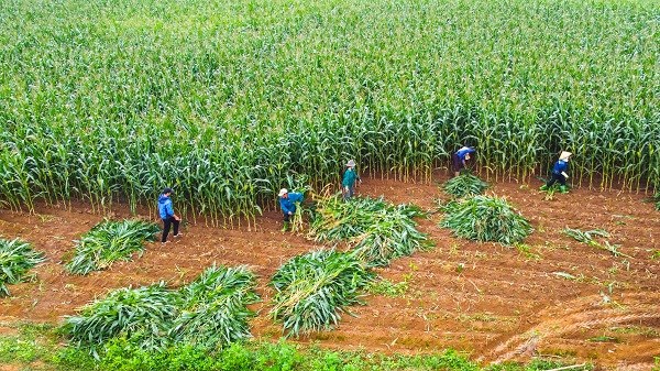 Xung quanh trang trại Vinamilk đ&atilde; xuất hiện nhiều c&aacute;nh đồng ng&ocirc; (bắp) tiền tỷ của b&agrave; con n&ocirc;ng d&acirc;n.