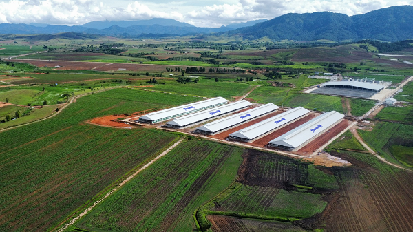 Trang trại Vinamilk L&agrave;o &ndash; Jagro tại cao nguy&ecirc;n Xi&ecirc;ng Khoảng (L&agrave;o) c&oacute; tổng mức đầu tư giai đoạn một l&agrave; 150 triệu USD.